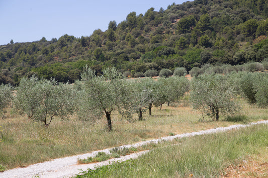 Image showing majestic olive trees in a rustic grove